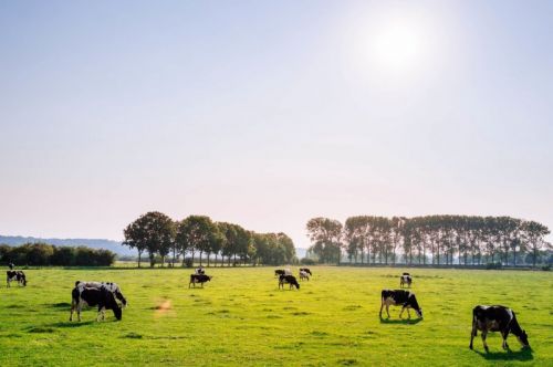 Preservare gli ambienti dedicati allallevamento e allavicoltura al coperto